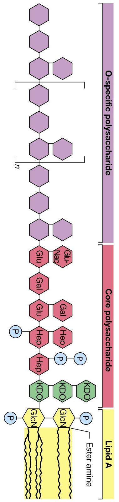 CATENA LATERALE O Polimero di unità oligosaccaridiche di ripetizione (in media 40 unità); Trisaccaride lineare o tetra, penta saccaride ramificato; Almeno 20 diversi tipi di zuccheri molti dei quali