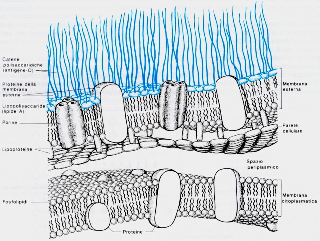 FUNZIONI DELLA MEMBRANA ESTERNA E DELL' LPS barriera di permeabilità selettiva (ancor più selettiva della membrana interna) che si oppone al passaggio di molecole idrofobiche (dovuto alla catena