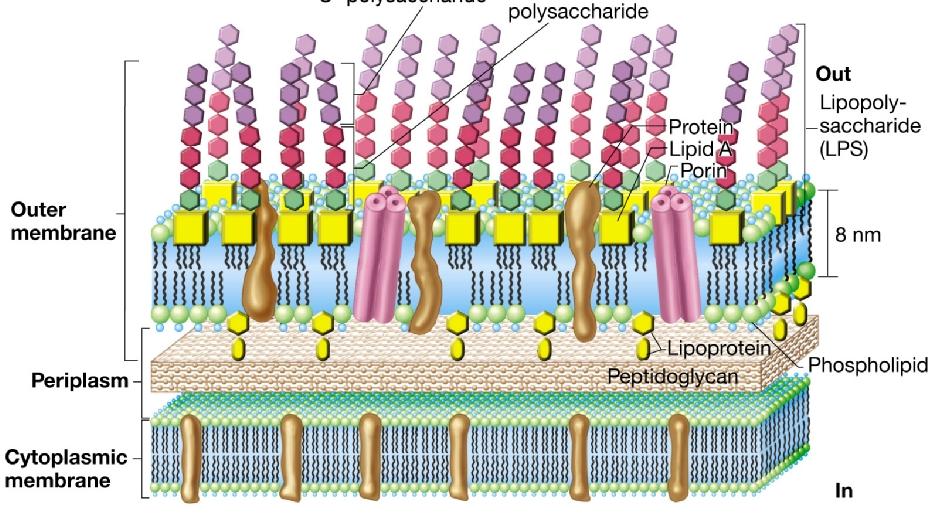 LE PROTEINE DELLA MEMBRANA ESTERNA DEI BATTERI GRAM - (50% della massa della membrana) LIPOPROTEINA: piccola proteina con funzione di ANCORAGGIO (strutturale); parte proteica, legata al