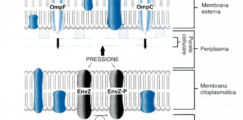 Regolazione della sintesi delle porine OmpF e OmpC di E. coli E. coli in terreno liquido>>>bassa OSMOLARITA EnvZ è una proteina osmosensore della membrana citoplasmatica.