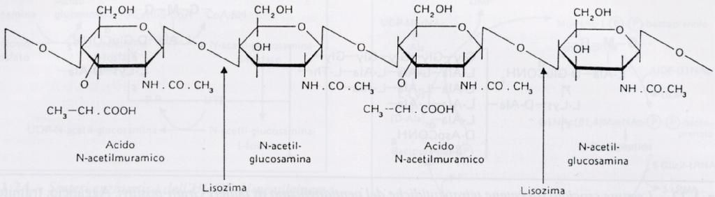 STRUTTURA DEL PEPTIDOGLICANO Componente glucidica: Catena lineare di n unità di un disaccaride: N-acetil-D-glucosammina (NAG) Acido N-acetil-muramico (NAM) Il NAM ha la stessa struttura