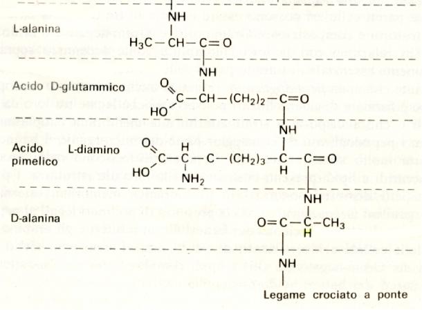 Componente peptidica: Corta catena di amino acidi (TETRAPEPTIDE) alternati negli stereoisomeri D ed L; Il gruppo carbossilico del gruppo lattilico del NAM si lega al gruppo aminico del