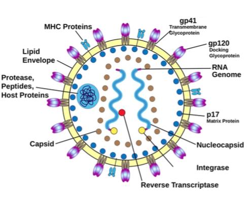 L agente eziologico HIV-1/2 = Human Immunodeficiency Virus Famiglia Retroviridae, sottofamiglia Lentiviridae, virus che danno luogo a infezioni lente (lungo intervallo tra infezione e sintomi) 100 nm