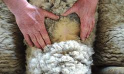 8.3 La lana La lana degli ovini è una fibra proteica naturale di tipo cheratinico (85% in massa sul totale) e risulta costituita da cinque elementi chimici principali: carbonio (49,25% 50,68%),