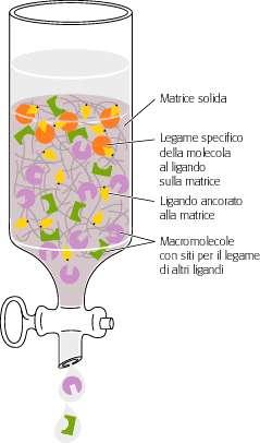 Cromatografia per affinità Fase stazionaria : granuli di resina coniugata al ligando Fase mobile: solventi acquosi