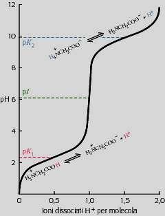Come gli aminoacidi, anche le proteine hanno un punto isolettrico A ph vicino alla