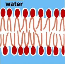BIMOLECOLARE DOPPIO STRATO FOSFOLIPIDICO I fosfolipidi della membrana cellulare si