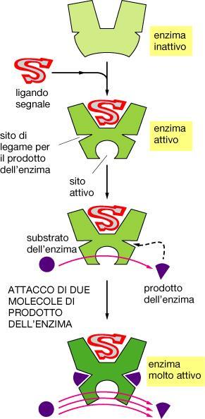 Meccanismo acceleratore a feedback positivo: l attacco iniziale del ligando