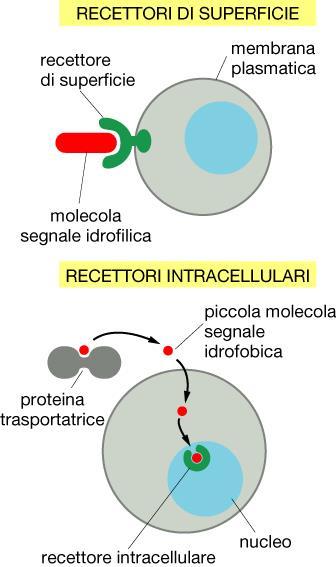 Le molecole segnale possono essere: Idrosolubili: tutti i neurotrasmettitori, la maggior parte degli ormoni e dei mediatori chimici locali.