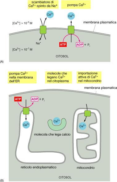 Antiporto Na+/Ca2+ Pompa del Ca2+ La concentrazione degli ioni Ca2+ viene mantenuta bassa nel citoplasma
