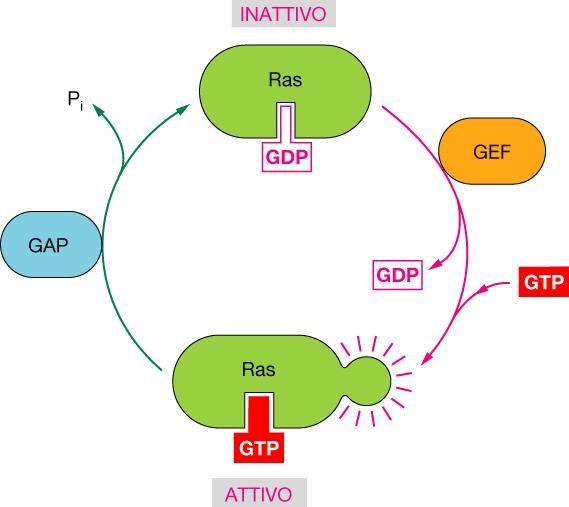 La proteina Ras è una proteina G monomerica, che si attiva per legame di GTP