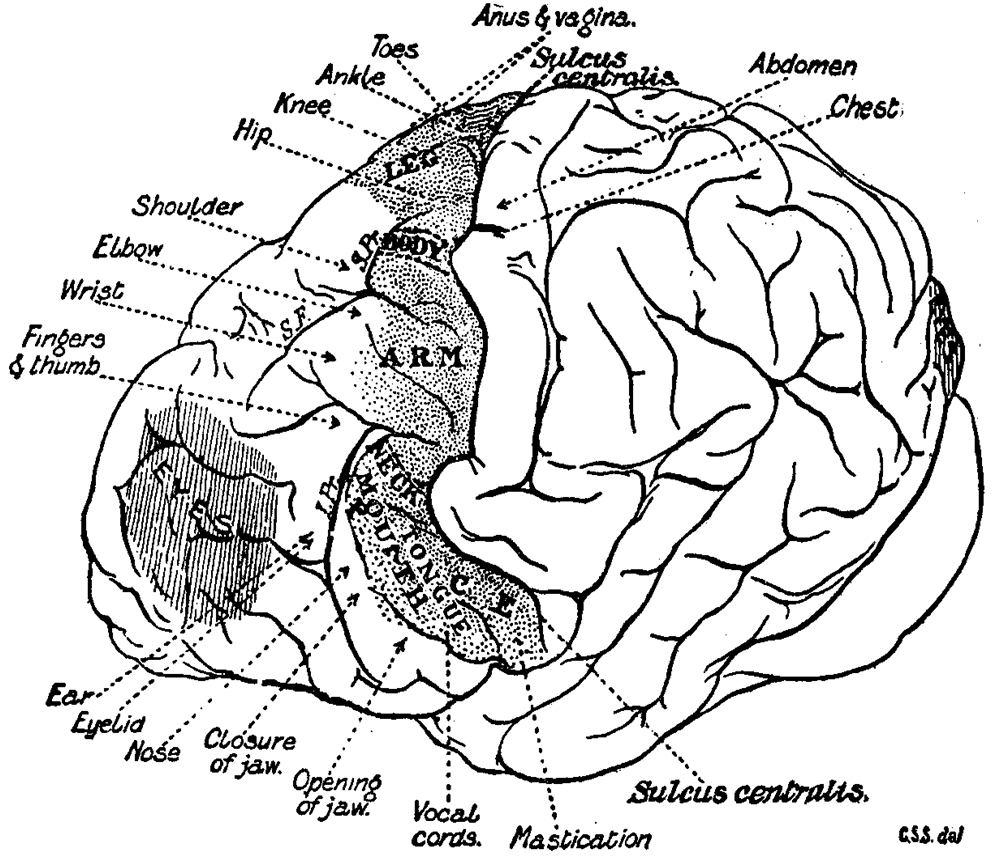 Stimolazione elettrica della corteccia frontale e movimento nel cane (Fritsch & Hitzig, 1870) Stimolazione