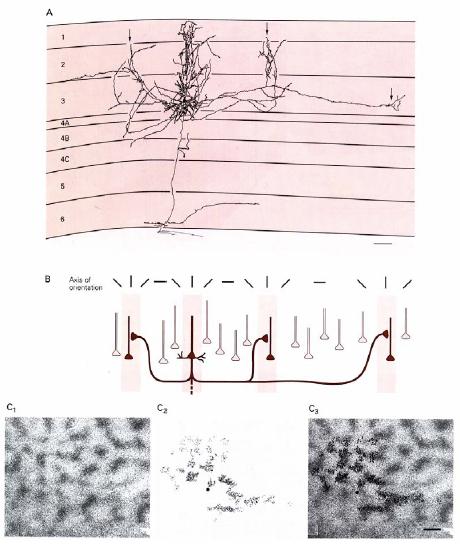 //moduli Organizzazione modulare della corteccia visiva: moduli con