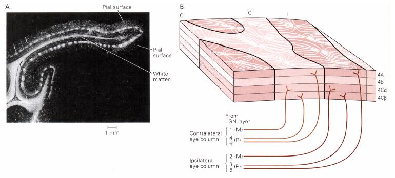 //campi recettivi: cellule binoculari La corteccia visiva primaria è la prima stazione del sistema visivo in cui compaiono cellule che ricevono informazione da entrambi gli occhi (cellule binoculari).