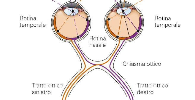 Vie visive centrali: tratti ottici Tratto Temporale: Omolaterali Tratto Nasale: Controlaterali Tratto Temporale: Omolaterali