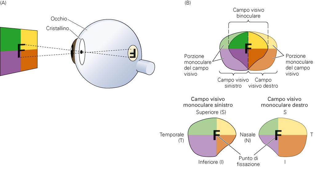 Vie visive centrali: campo visivo Inversione immagine in retina: capovolgimento orizzontale e verticale Punto