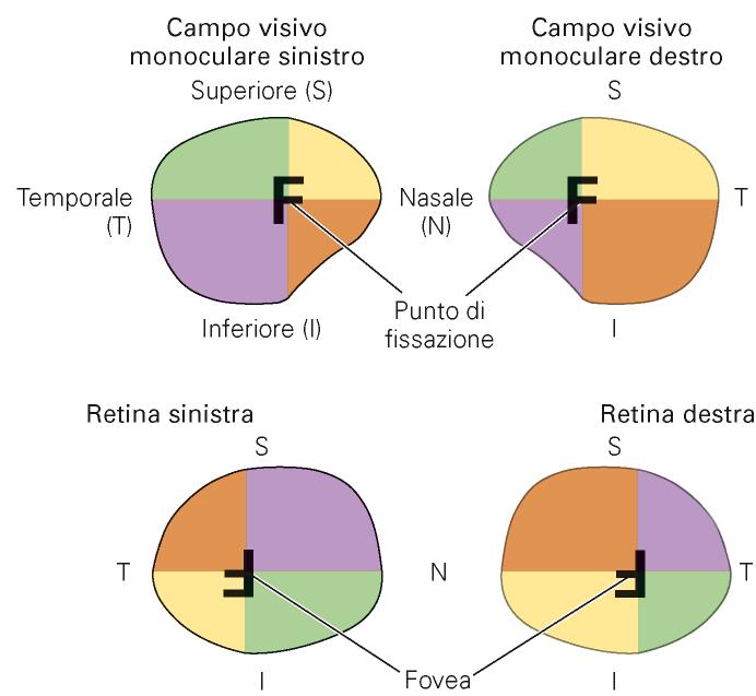 Via visiva primaria: corteccia striata Macula ha una rappresentazione ampia in corteccia visiva