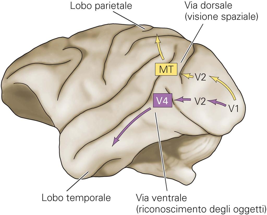 Corteccia