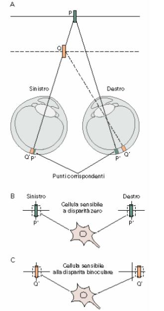 Le cellule binoculari sono in grado di valutare la profondità e permettono di stimare la distanza a cui siamo dagli oggetti //campi recettivi: cellule binoculari  Le cellule binoculari sono in grado