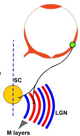 Visione spaziale: //il nucleo genicolato laterale (NGL) La disposizione topografica dei campi recettivi delle cellule gangliari è riprodotta nel NGL