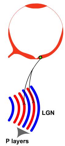 controlaterale (parte opposta) emiretina ipsilaterale (stessa parte) Rappresentazione topografica Il nucleo genicolato laterale (NGL) //cellule magno