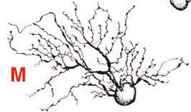 transiente (fasica) -hanno una maggiore velocità di conduzione -campo dendritico largo Classe P (cellule B o Pβ) 90% -sono selettive per le lunghezze