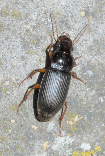 Pseudophonus rifipes (Coleoptera Carabidae) Pseudophonus rifipes, è un omnivoro, in genere è predatore ma può