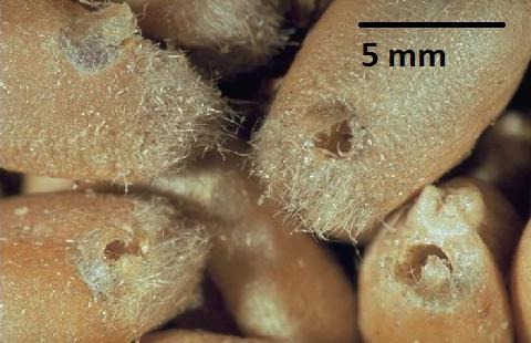 cariossidi non ancora mature in campo La larva si