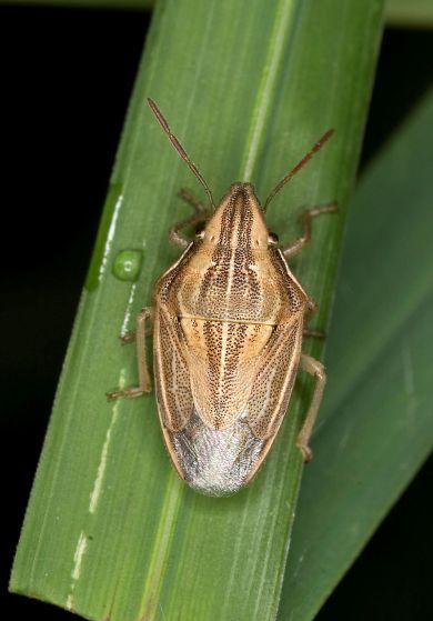 acuteangulatus Aelia