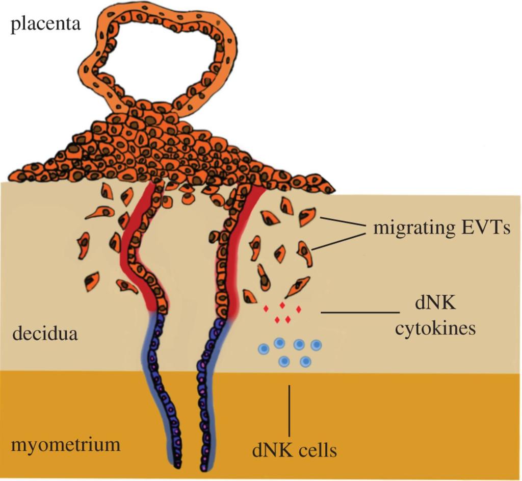 Immunità innata: il ruolo delle unk Il 75% dei leucociti deciduali sono unk Producono citochine e fattori angiogenetici (es.