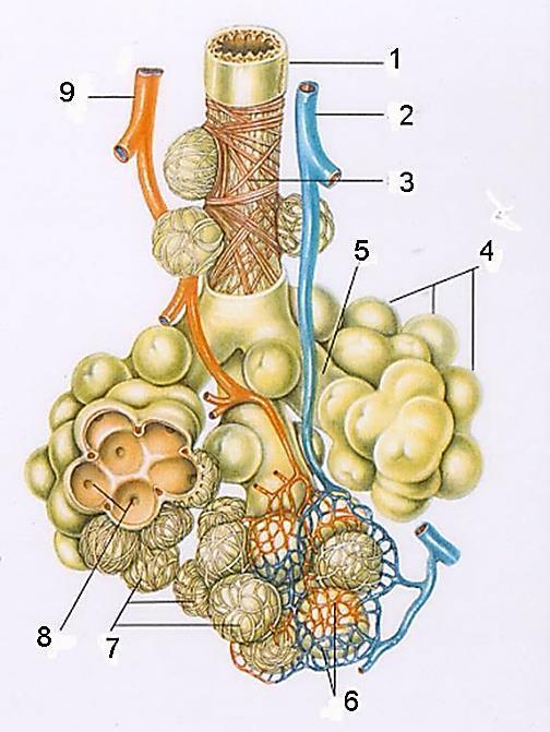 Figura 1.