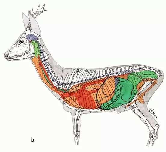 ANATOMIA