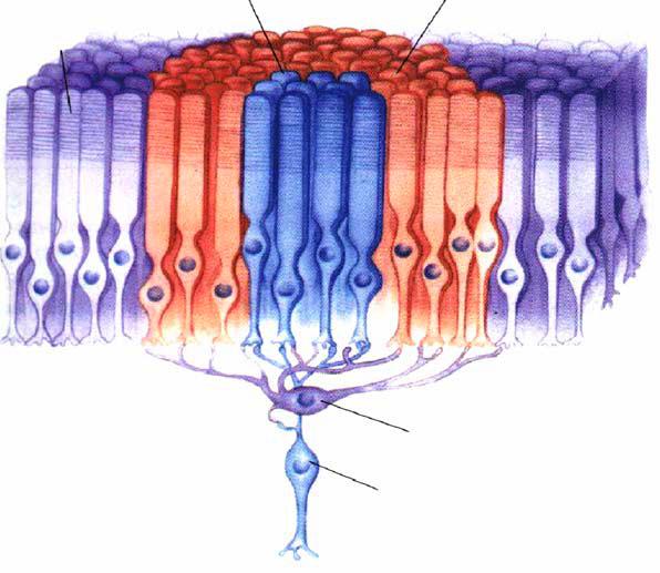 //La retina: cellule bipolari e campo ricettivo Campo recettivo: Regione dello spazio in cui uno stimolo