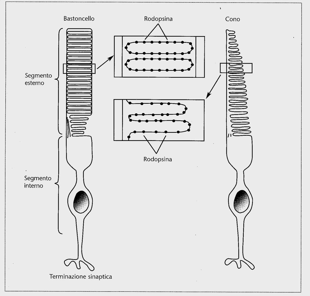 //La retina: coni e bastoncelli Fotorecettori: Cellule nella retina che trasducono l enegia della luce in energia neurale La luce è trasdotta da due tipi di fotorecettori: i coni e i bastoncelli