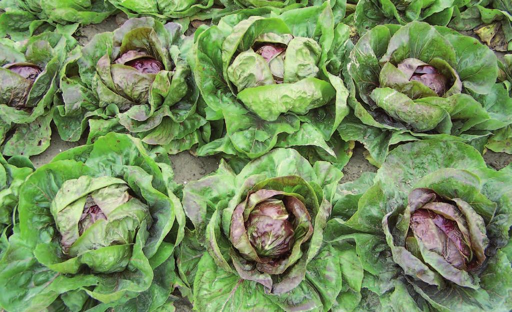 classe di maturazione tardiva RADICCHIO ROSSO DI CHIOGGIA Fig.