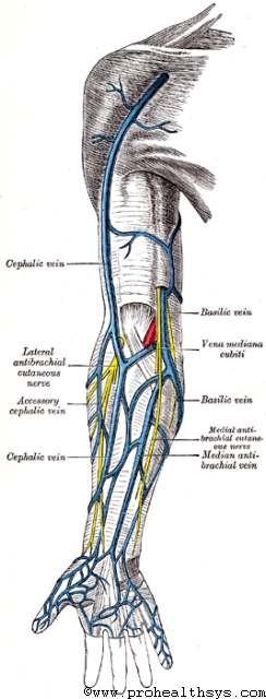 Anatomia del sistema venoso allora vedrai quella vena che penetra attraverso l'ascella fino al braccio, procede lungo la parte interna del braccio e appare nella parte inferiore del gomito e si