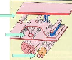 Anatomia del sistema venoso