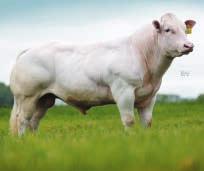 80 PROGENIE DI KUDOS JARDINIER BLUE ROAN GREYSTONE JARDINIER UK20141265 UK 125185 300304 29BB0077 BB1438 Futuro leader per durata di gravidanza e qualità dei vitelli combinate con