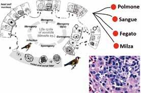 PLASMATOX contiene una specifica formulazione di estratti vegetali che associano un azione protettiva e trofica sulla mucosa intestinale ad uno