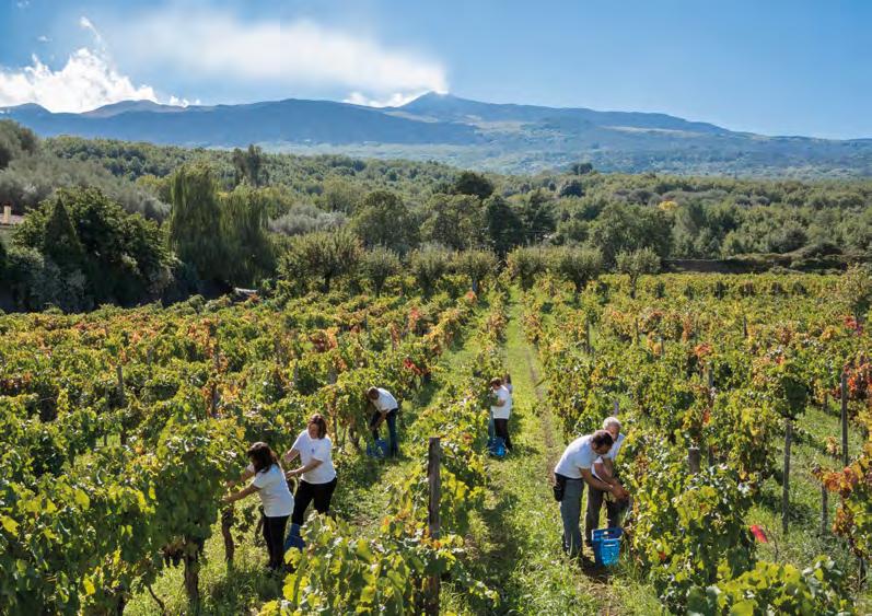 fabiogambina Etna Cantina di vinificazione: Randazzo, 15 ettari di vigneti in produzione sul