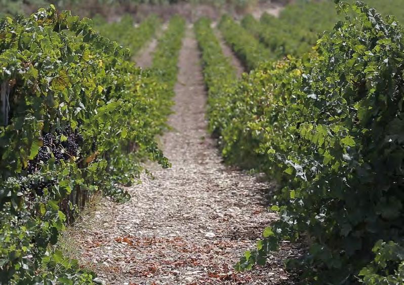 Vittoria Nelle terre del Cerasuolo e del Frappato di Vittoria, Donnafugata può contare su