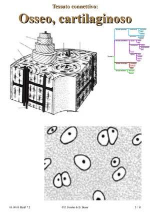 2.1 Tessuto osseo, cartilaginoso Tessuto connettivo it.wikipedia Tessuto osseo it.