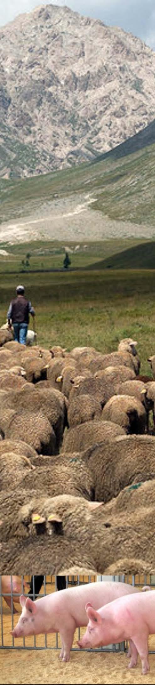 Dati generali sulle aziende e sui capi Aziende zootecniche Allevamenti più diffusi Bovini e