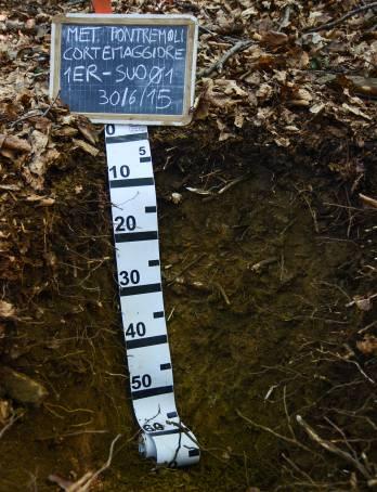 P6699 Fg. 74 di 182 Rilevamento: descrizione del suolo e pedologia Il suolo è classificabile come Skeletic Dystric Cambisol (Humic).