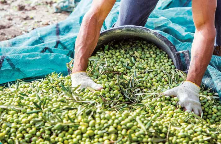 MADE IN ITALY SCUOTITORI ACCESSORI Raccolta, conservazione e resa delle olive Raccogliere le olive al momento giusto è estremamente importante in quanto consente di ottenere un olio decisamente