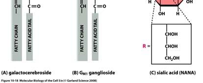 Glicosfingolipidi, GSLs Composti anfipatici che comprendono subunità glucidiche legate ad un ceramide. Sono costituenti ubiquitari della membrana plasmatica di tutte le cellule dei Vertebrati.