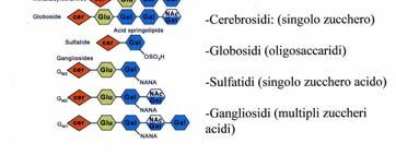 I cerebrosidi sono un esempio che contiene l impalcatura di sfingosina legata ad un acido grasso e a un carboidrato. I carboidrati sono più frequentemente glucosio o galattosio.