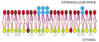Es: nella membrana degli eritrociti umani, quasi tutte le molecole lipidiche che hanno la colina (CH 3 ) 3 N + CH 2 CH 2 OH nel loro gruppo di testa (fosfatidilcolina e sfingomielina) si trovano nel