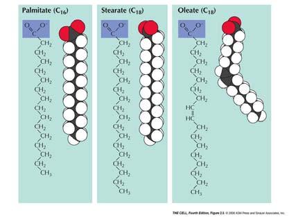 Lipidi saturi e insaturi Saturi Insaturo I termini saturi e insaturi si riferiscono al numero di legami che può fare ogni atomo di carbono della coda di acido grasso.