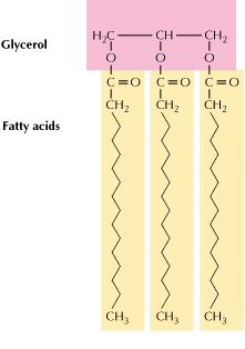 contare dall estremità metilenica (nota come omega). Negli omega 6 il primo legame doppio si trova nel 6 atomo di carbonio. http://www.eufic.
